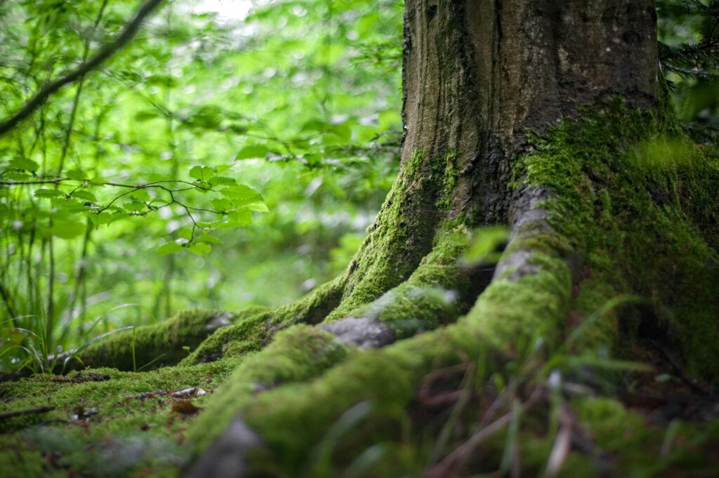 Close-up of a moss-covered tree trunk in a vibrant green forest, showcasing natural beauty.